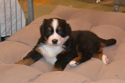 20260201_Huendin_0551_b