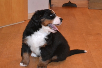 20260201_Huendin_0552_b