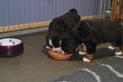 20260201_alle_0443_b